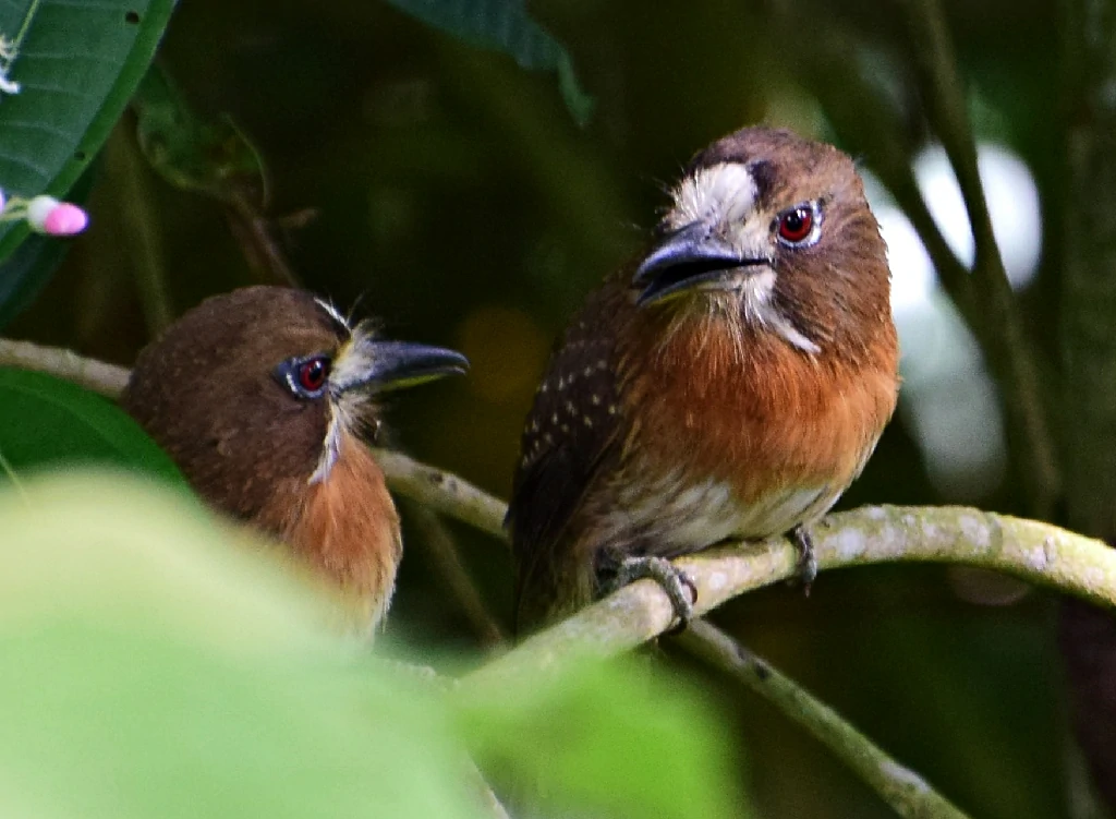 habitat do barbudo-de-bigode