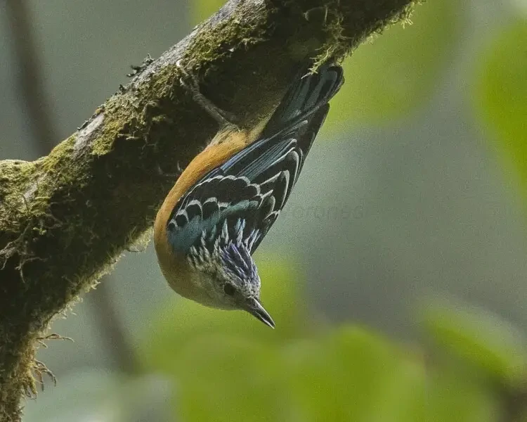 habitat do beautiful nuthatch