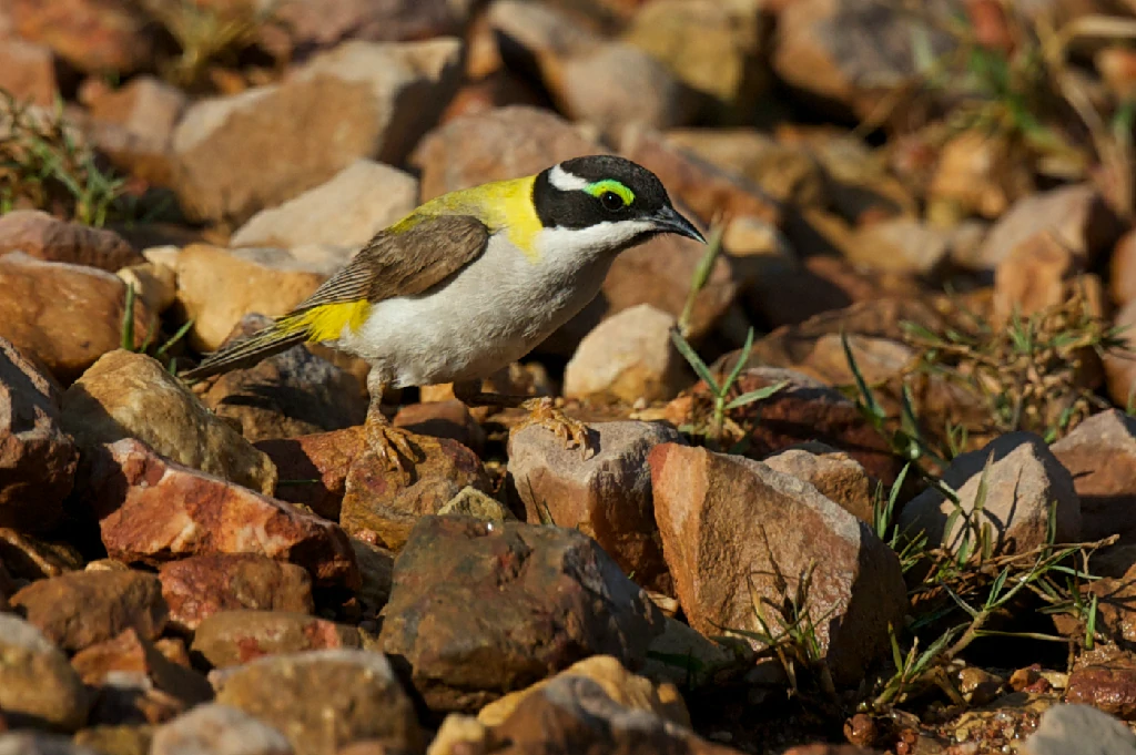 habitat do black-chinned honeyeater