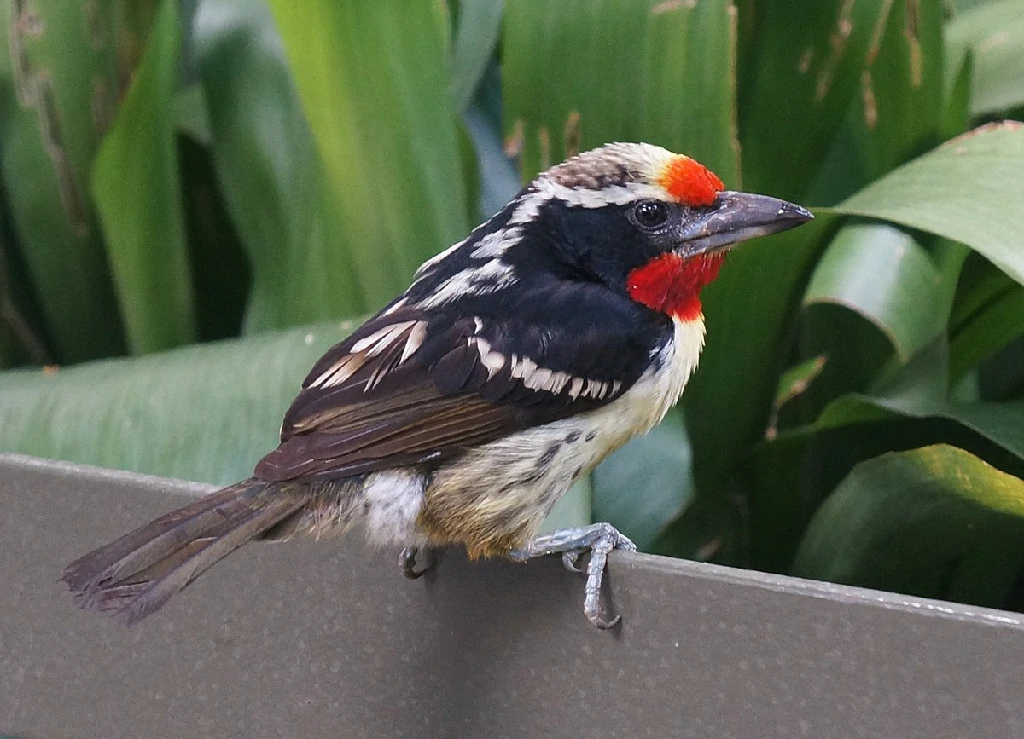 habitat do capitao-de-bigode-carijo