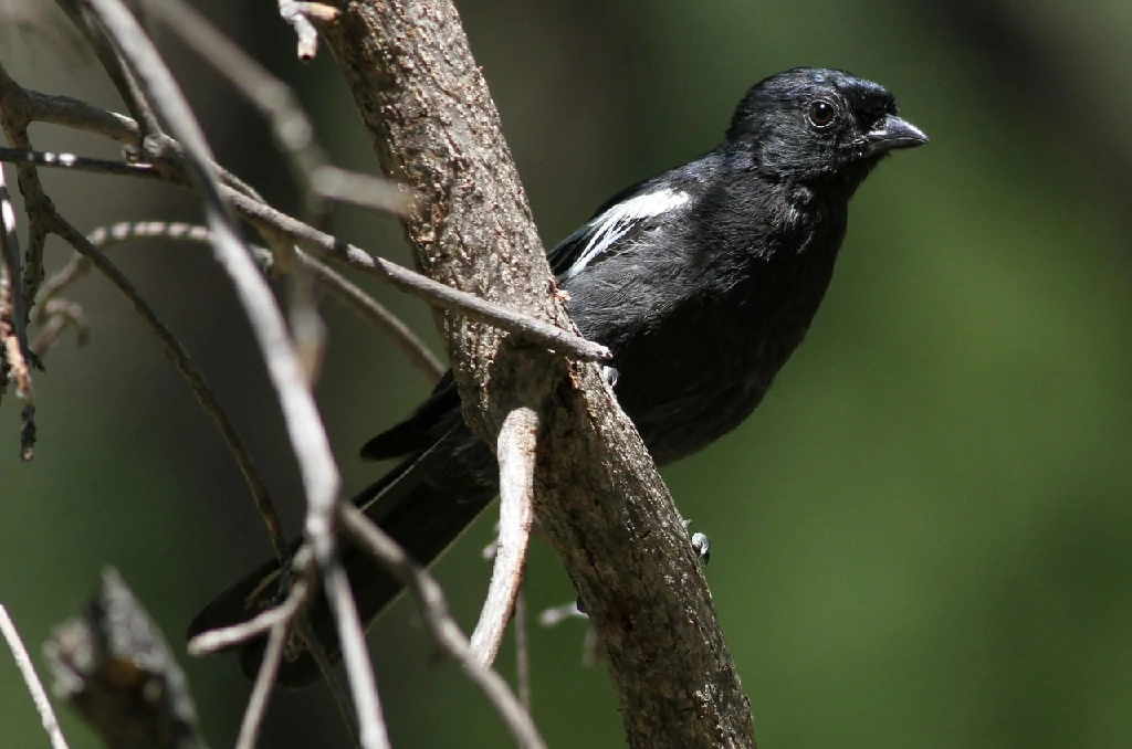 habitat do chapim-preto-de-asa-branca