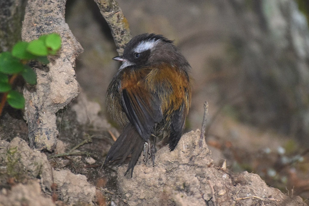 habitat do fulvetta de sobrancelha branca