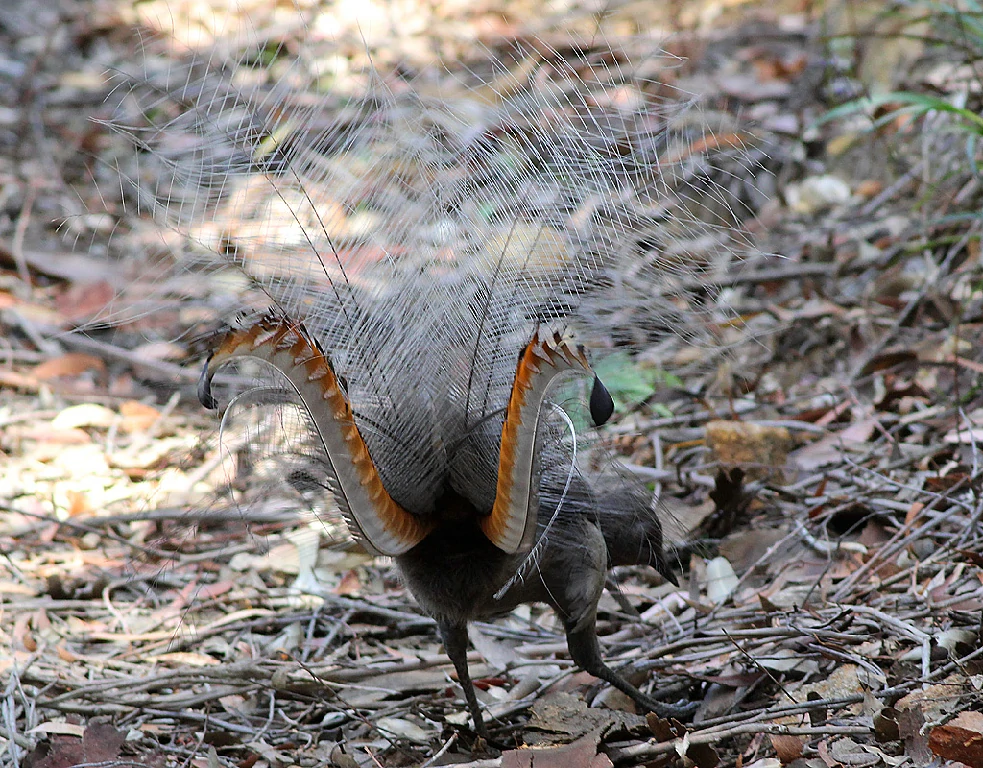 habitat do lira-soberba