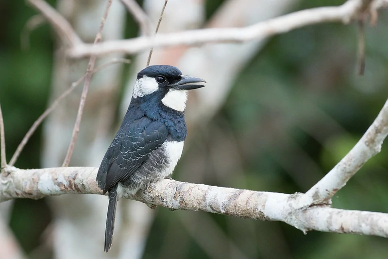 habitat do macuru-de-peito-preto