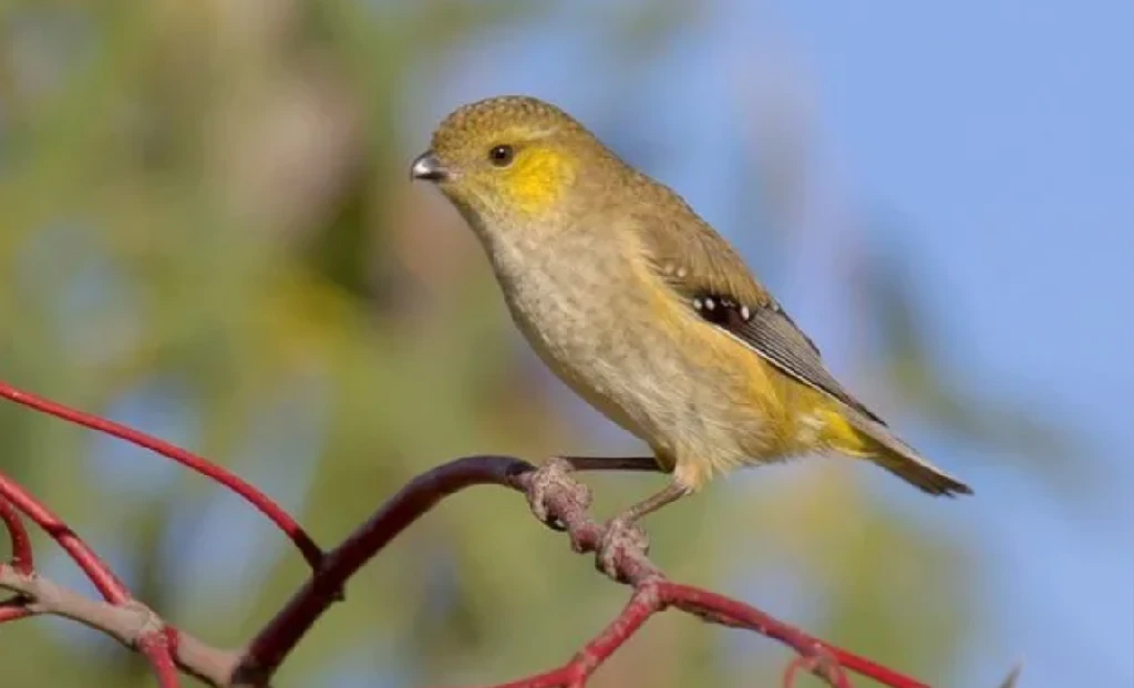 habitat do pardalote da tasmania