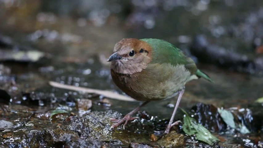 habitat do pitta de nuca enferrujada