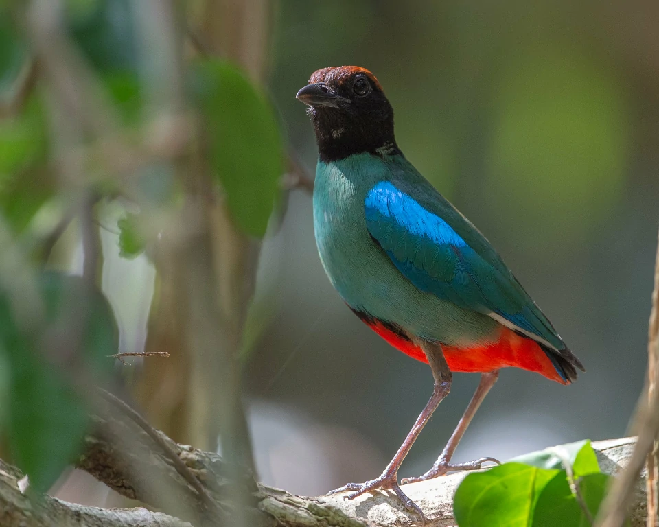 habitat do pitta encapuzado