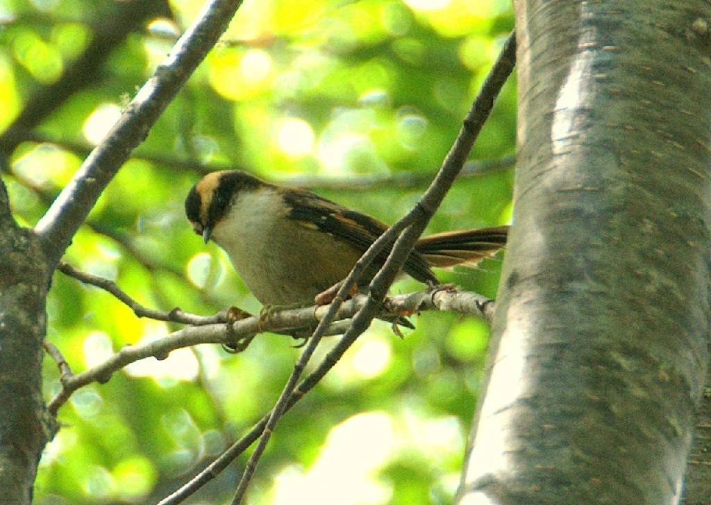 habitat do raiadinho-chileno