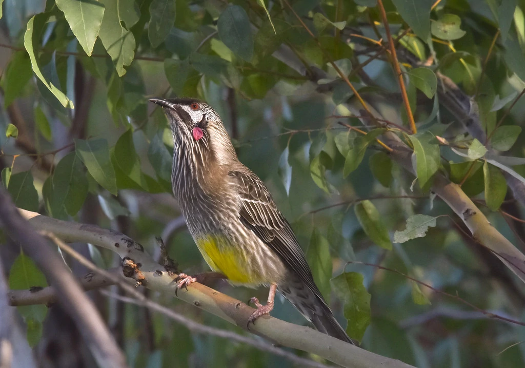 habitat do red wattlebird