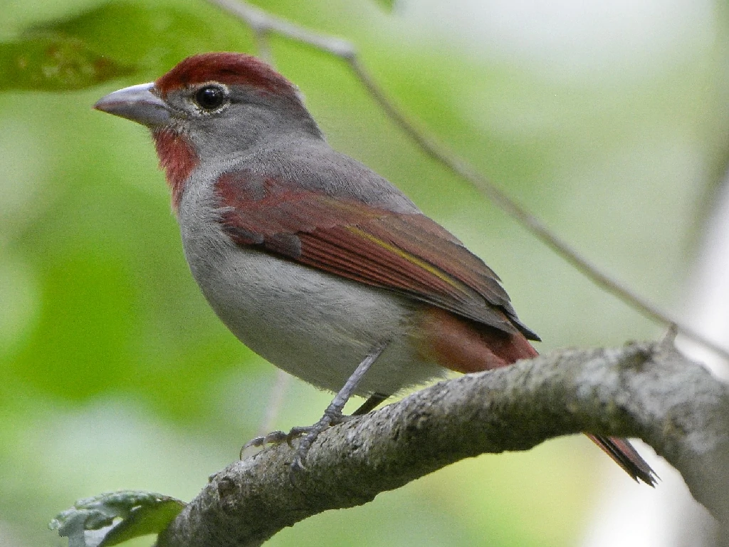 habitat do rose throated tanager