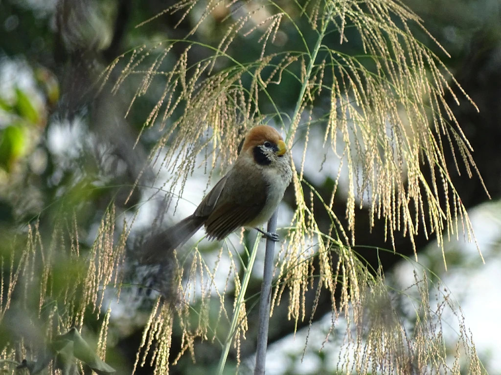 habitat do spot-breasted parrotbill