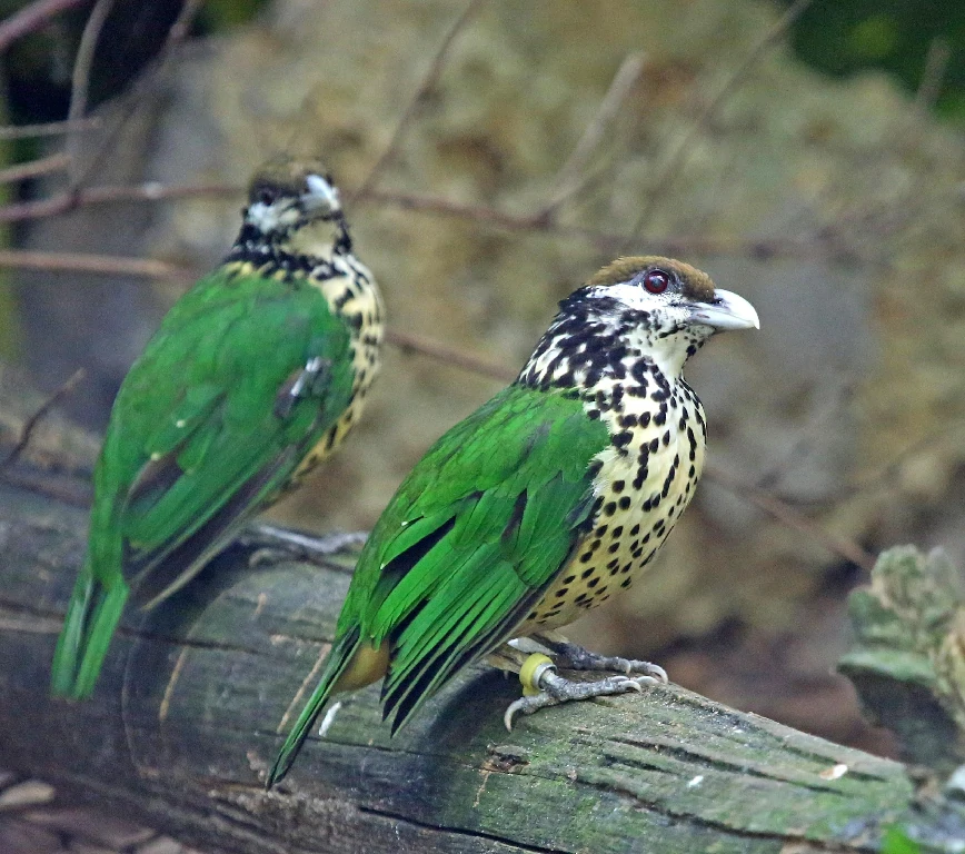 habitat do white-eared catbird