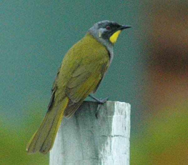 habitat do yellow-throated honeyeater