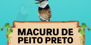 macuru de peito preto