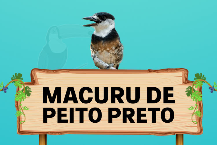 macuru de peito preto