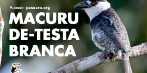 macuru de testa- branca