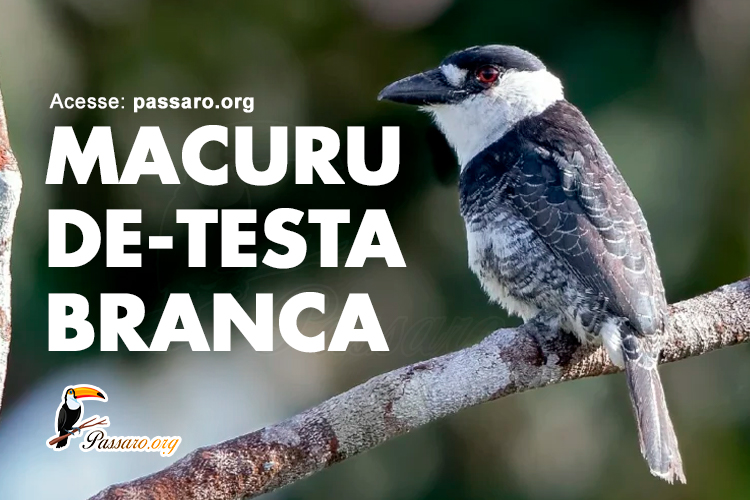 macuru de testa- branca