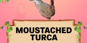 moustached turca