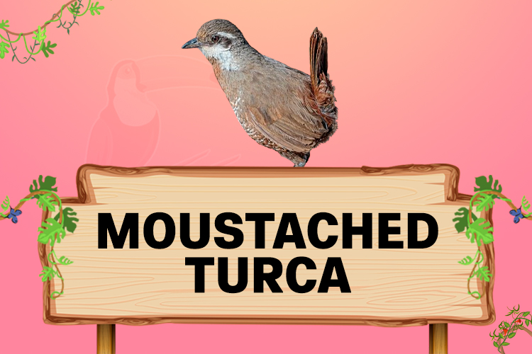 moustached turca