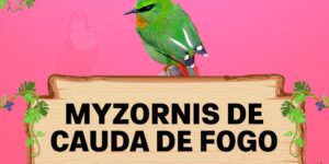 myzornis de cauda de fogo