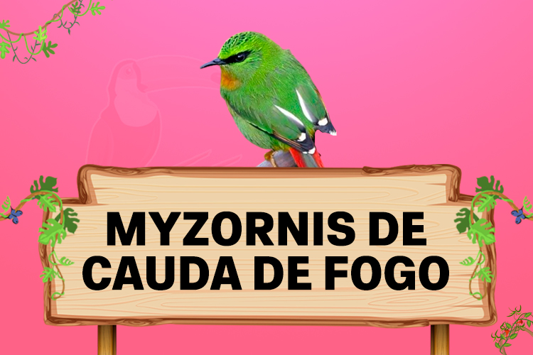 myzornis de cauda de fogo