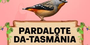 pardalote da tasmania