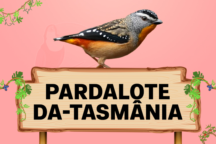 pardalote da tasmania