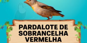 pardalote de sobrancelha vermelha