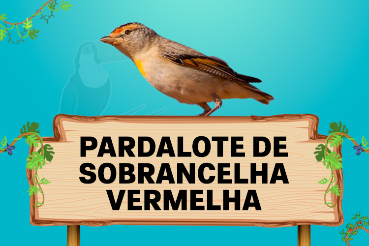 pardalote de sobrancelha vermelha