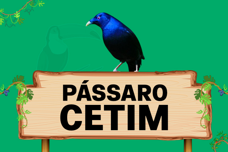 passaro cetim