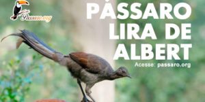 passaro lira de albert