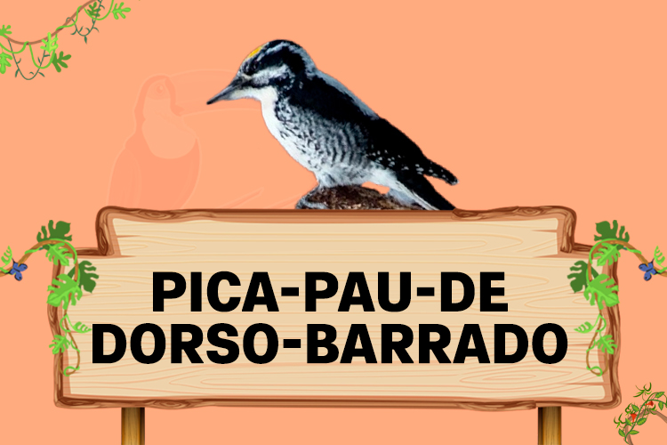 pica pau de dorso barrado