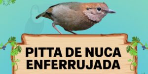 pitta de nuca enferrujada