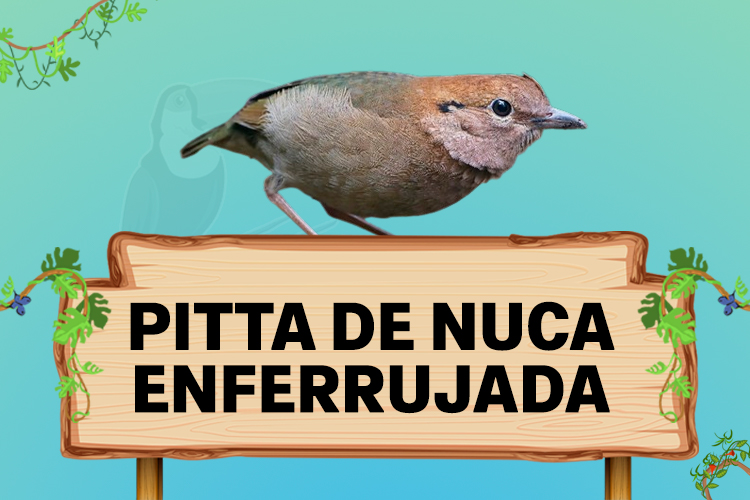 pitta de nuca enferrujada