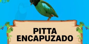 pitta encapuzado