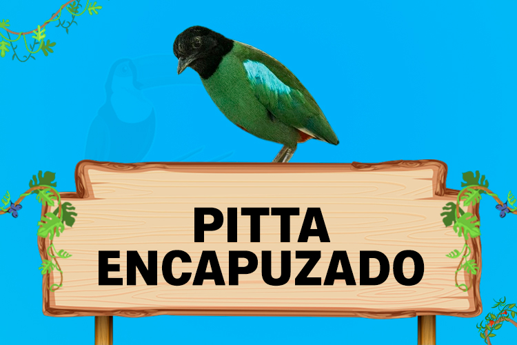 pitta encapuzado