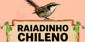 raiadinho chileno