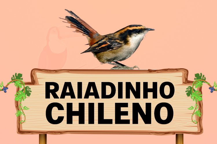 raiadinho chileno