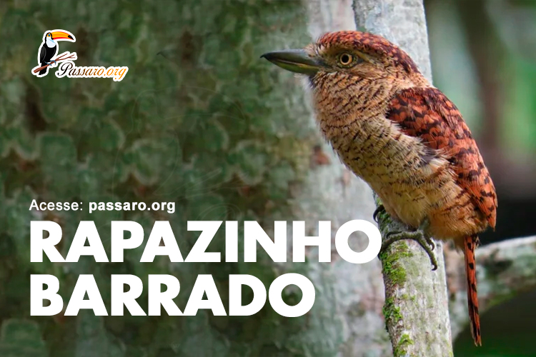 rapazinho barrado