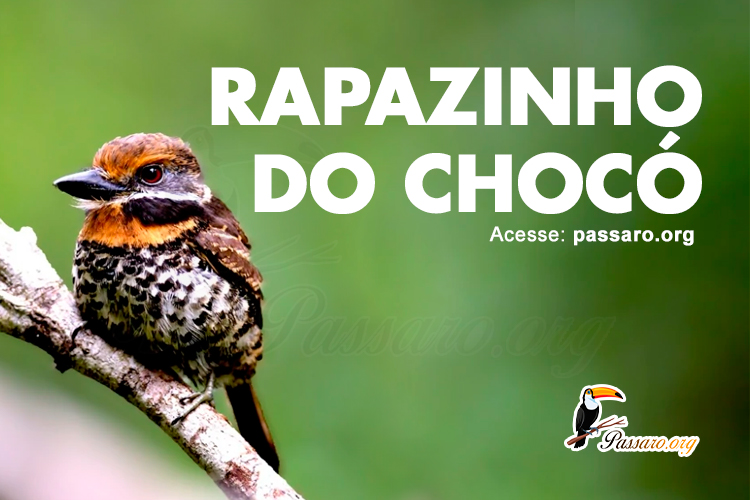 rapazinho de chocó