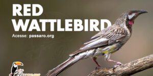 red wattlebird