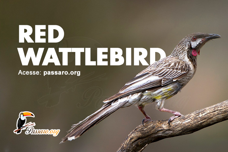 red wattlebird