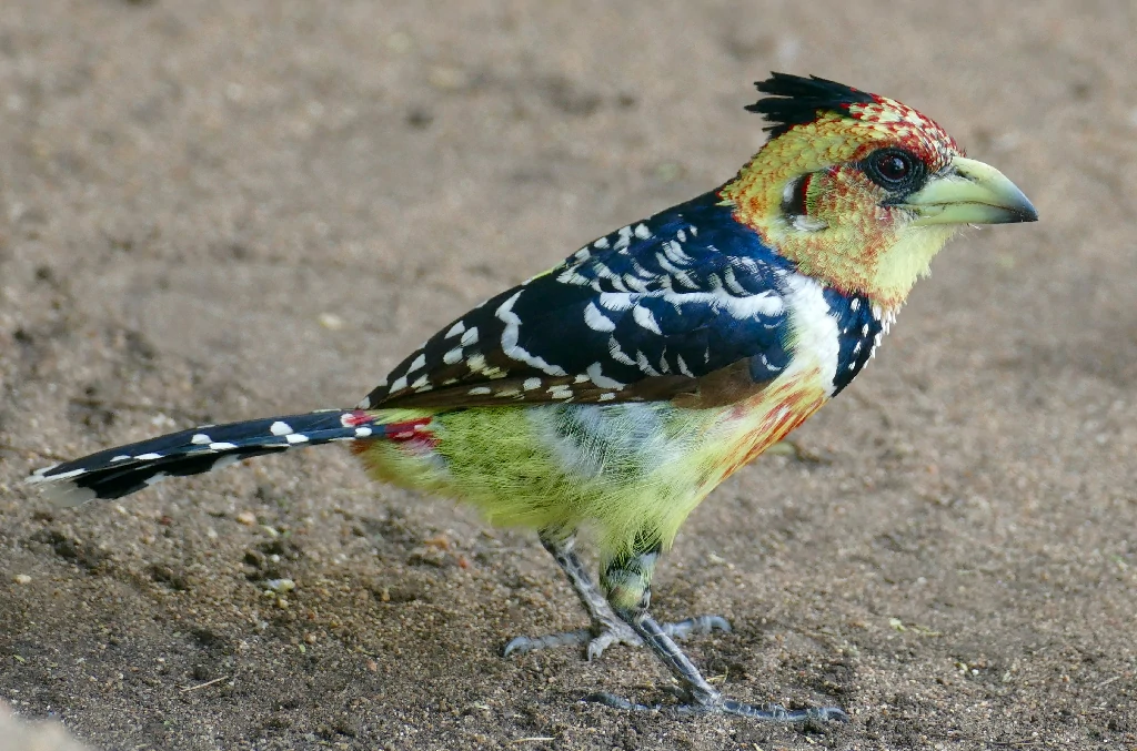 reproducao do barbet-de-crista