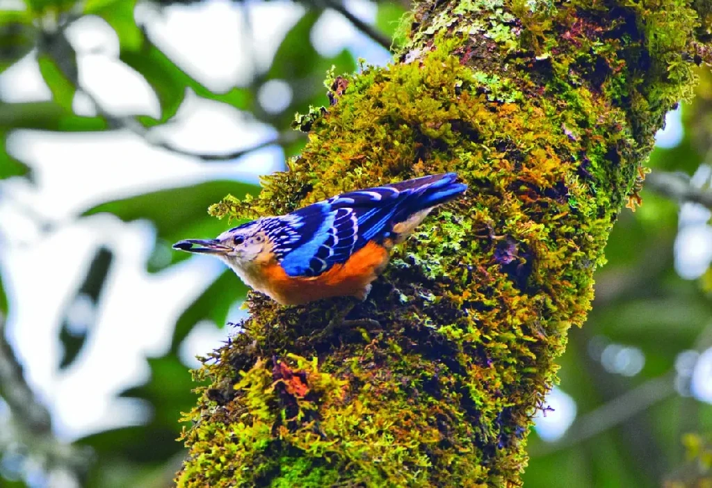 reproducao do beautiful nuthatch