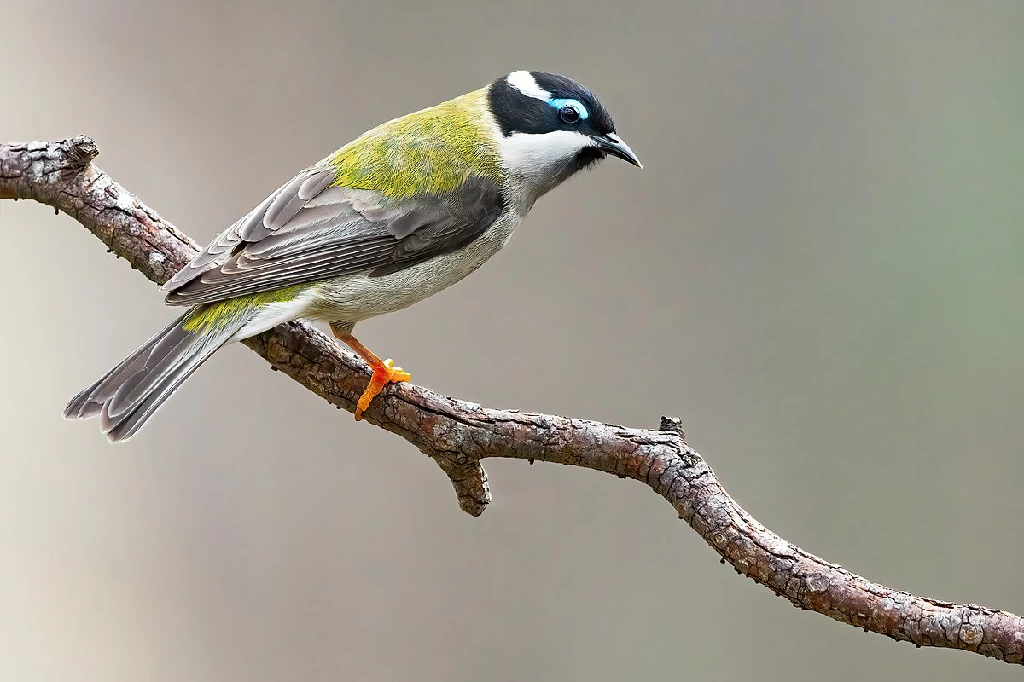 reproducao do black-chinned honeyeater