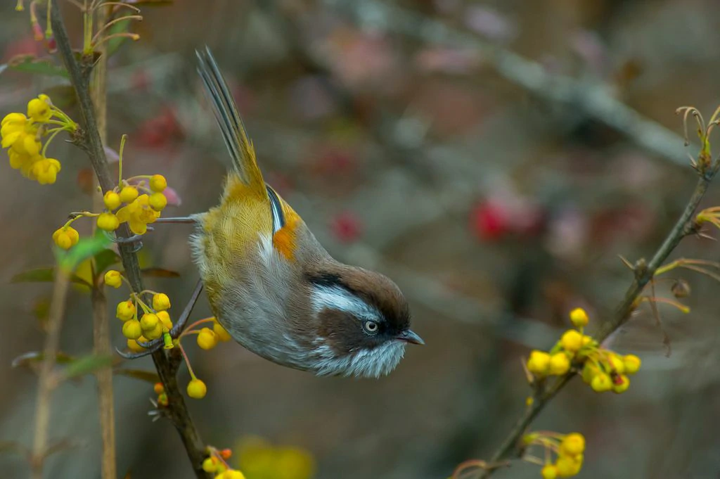 reprodução do fulvetta de sobrancelha branca