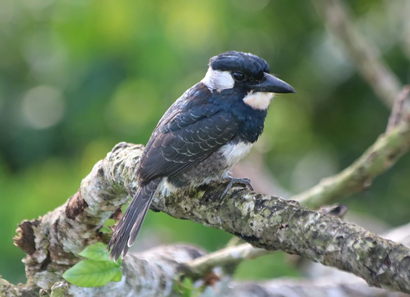 reproducao do macuru-de-peito-preto