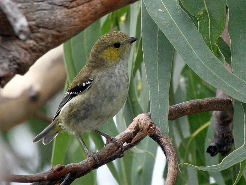 reproducao do pardalote da tasmania