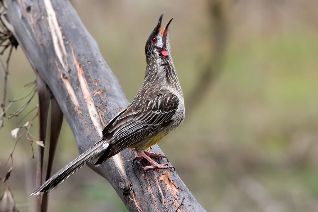 reproducao do red wattlebird