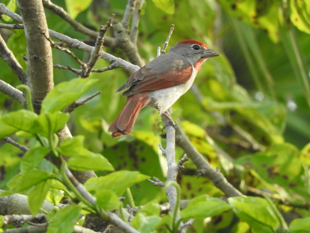 reproducao do rose throated tanager